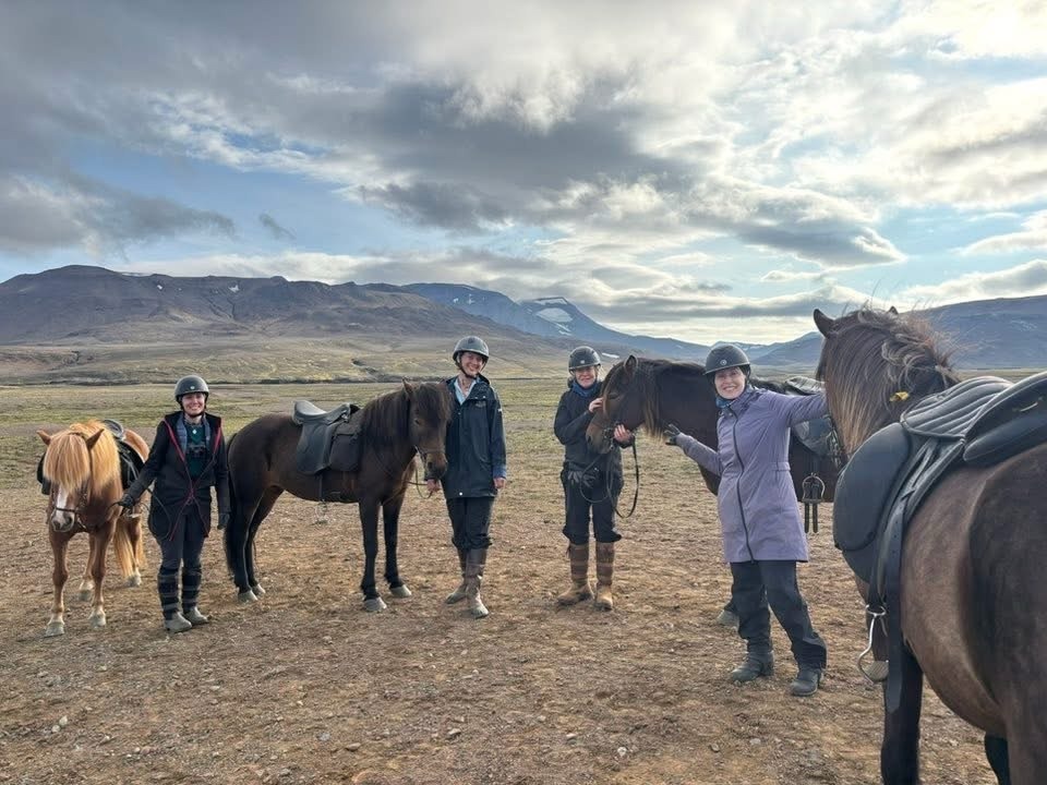 Horse in Iceland
